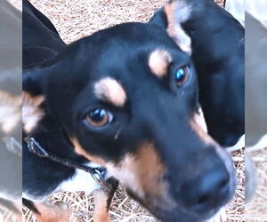 Mutt Dogs for adoption in Rutherfordton, NC, USA