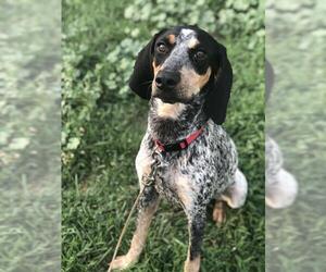 English Coonhound Dogs for adoption in Frankenmuth, MI, USA
