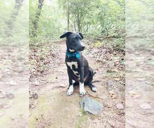 Labrador Retriever-Unknown Mix Dogs for adoption in pomfret, CT, USA