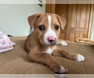 Mutt Dogs for adoption in Bemidji, MN, USA