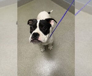 American Pit Bull Terrier-Unknown Mix Dogs for adoption in Las Vegas, NV, USA