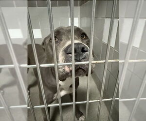 American Pit Bull Terrier-Unknown Mix Dogs for adoption in Las Vegas, NV, USA