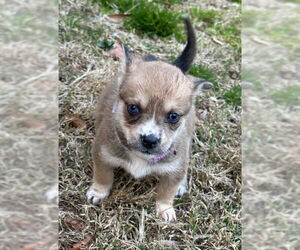 Huskies -Unknown Mix Dogs for adoption in Roaring River, NC, USA