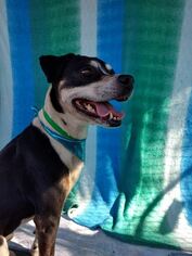 BT Walker Dogs for adoption in Phoenix, AZ, USA