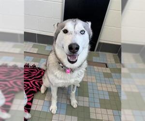 Siberian Husky-Unknown Mix Dogs for adoption in Fort Collins, CO, USA