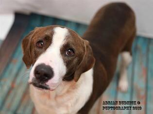 Pointer Dogs for adoption in Nashville, TN, USA