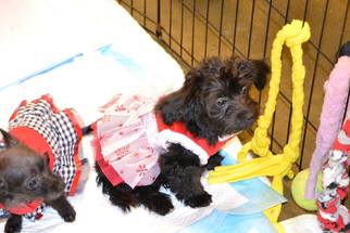 Medium Photo #1 Poodle (Toy)-Unknown Mix Puppy For Sale in Rolling Meadows, IL, USA