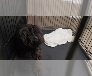 Medium Photo #1 Poodle (Miniature) Puppy For Sale in Fort Lauderdale, FL, USA