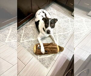 Pointer-Unknown Mix Dogs for adoption in Westwood, NJ, USA