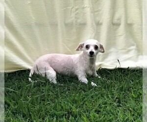Bichon Frise Dogs for adoption in Cumming, GA, USA
