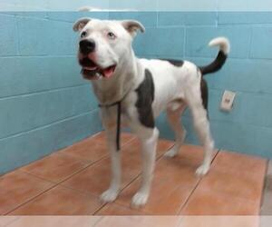 American Pit Bull Terrier-Siberian Husky Mix Dogs for adoption in Downey, CA, USA