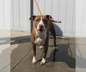 American Pit Bull Terrier-Unknown Mix Dogs for adoption in Louisville, KY, USA
