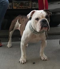Bulldog Dogs for adoption in New Port Richey, FL, USA
