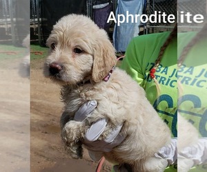 Goldendoodle (Miniature) Dogs for adoption in Pipe Creek, TX, USA