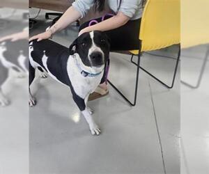 American Pit Bull Terrier-Unknown Mix Dogs for adoption in Temple, TX, USA