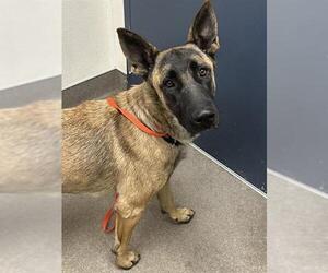 Mutt Dogs for adoption in HESPERIA, CA, USA