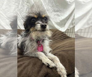 Mutt Dogs for adoption in Mukwonago, WI, USA