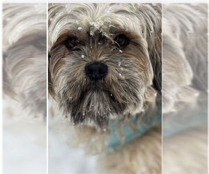 Poodle (Miniature)-Unknown Mix Dogs for adoption in Ogden, UT, USA