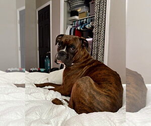 Boxer Dogs for adoption in Dumont, NJ, USA