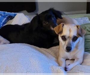 Chiweenie Dogs for adoption in Blacksburg, SC, USA