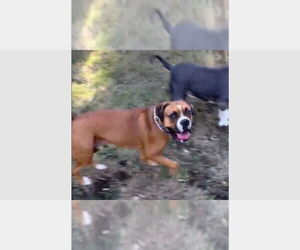 Boxer Dogs for adoption in Austin, TX, USA