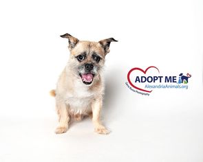 Brug Dogs for adoption in Alexandria, VA, USA