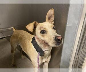 German Shepherd Dog-Unknown Mix Dogs for adoption in Modesto, CA, USA
