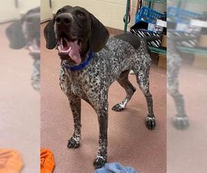 German Shorthaired Pointer Dogs for adoption in Ogden, UT, USA