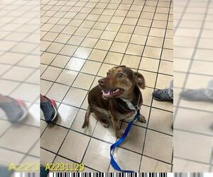 Labralas Dogs for adoption in West Palm Beach, FL, USA