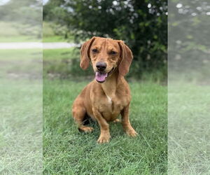 Dachshund Dogs for adoption in PIPE CREEK, TX, USA