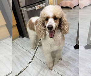Poodle (Standard) Dogs for adoption in Benton, LA, USA