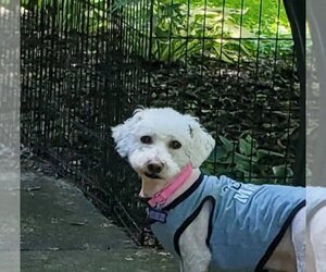 Bichon Frise Dogs for adoption in Pataskala, OH, USA