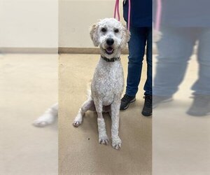 Goldendoodle Dogs for adoption in Ogden, UT, USA