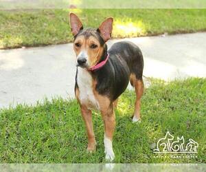 Sheprador Dogs for adoption in Irvine, CA, USA