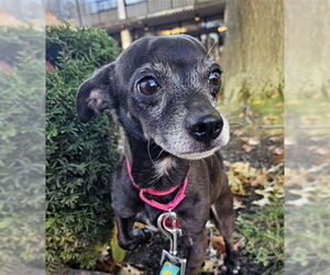 Chihuahua Dogs for adoption in Boston, MA, USA