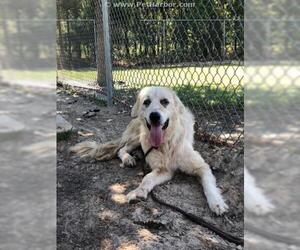 Great Pyrenees Dogs for adoption in Conroe, TX, USA