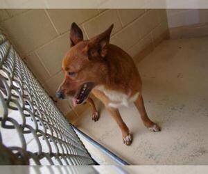 Cardigan Welsh Corgi Dogs for adoption in Lufkin, TX, USA