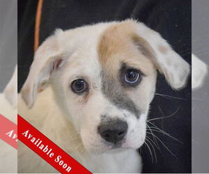 Labrenees Dogs for adoption in Huntley, IL, USA