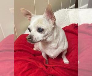 Chihuahua-Unknown Mix Dogs for adoption in Marrero, LA, USA