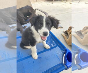 Border Collie-Collie Mix Dogs for adoption in San Diego, CA, USA