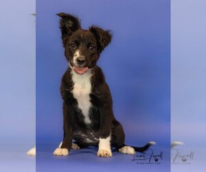 Border Collie-Unknown Mix Dogs for adoption in Winter Park, CO, USA