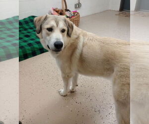 Anatolian Shepherd-Great Pyrenees Mix Dogs for adoption in York, SC, USA