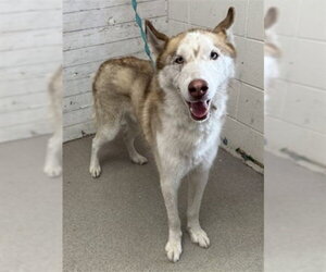 Siberian Husky Dogs for adoption in San Bernardino, CA, USA