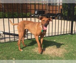 Vizsla-Whippet Mix Dogs for adoption in Coppell, TX, USA
