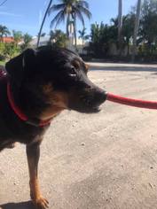 Miniature Pinscher Dogs for adoption in Pompano Beach , FL, USA