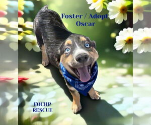 Mutt Dogs for adoption in Menifee, CA, USA