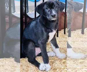 Labrenees Dogs for adoption in Grafton, WI, USA
