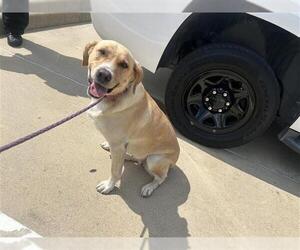 Labrador Retriever-Unknown Mix Dogs for adoption in Houston, TX, USA