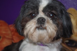 Shih Tzu Dogs for adoption in Longview, WA, USA