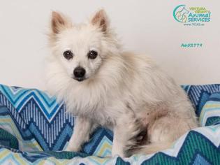Pomeranian Dogs for adoption in Camarillo, CA, USA